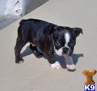 Boston Terrier Puppies for Sale